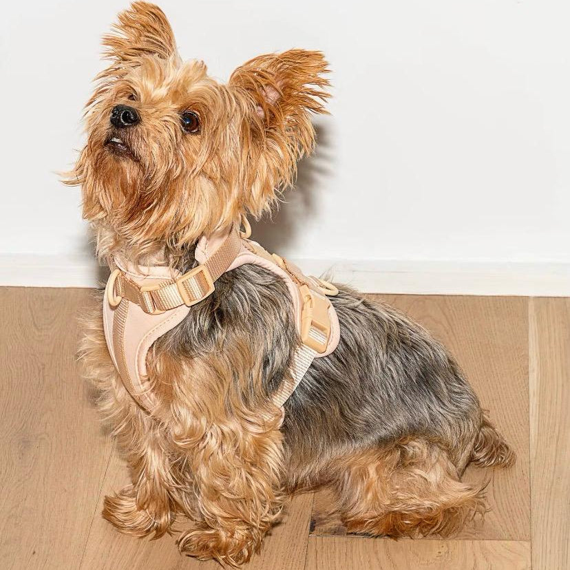 Arnés y correa Velpro | Palo rosa