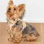 Arnés y correa Velpro | Palo rosa