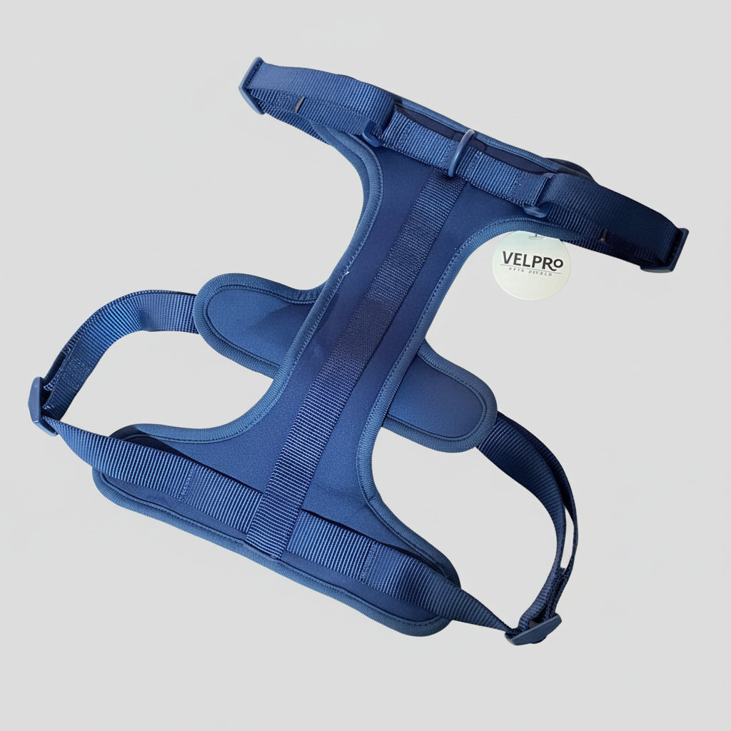 Arnés y correa Velpro |Azul
