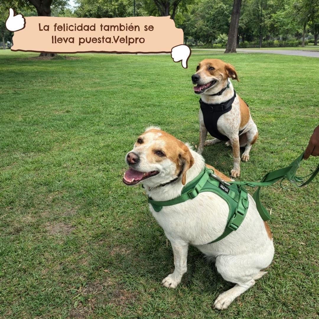 Arnés y correa Velpro | Verde