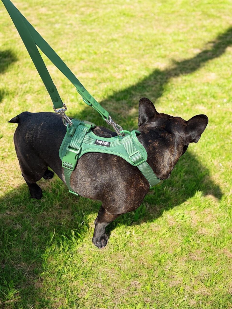 Arnés y correa Velpro |Azul