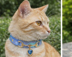 Collar de lujo Perros/Gatos-Azul