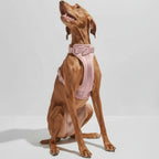 Arnés y correa Velpro | Negro