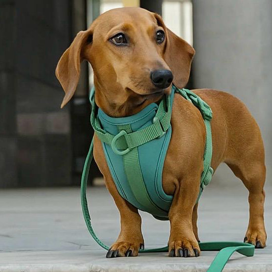 Arnés y correa Velpro | Verde