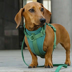 Arnés y correa Velpro | Verde