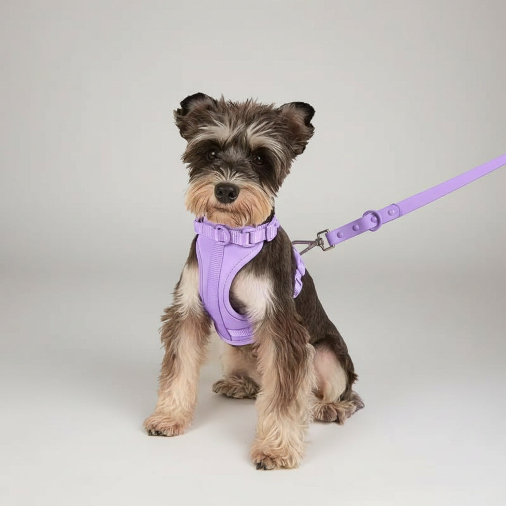 Arnés y correa Velpro |Azul